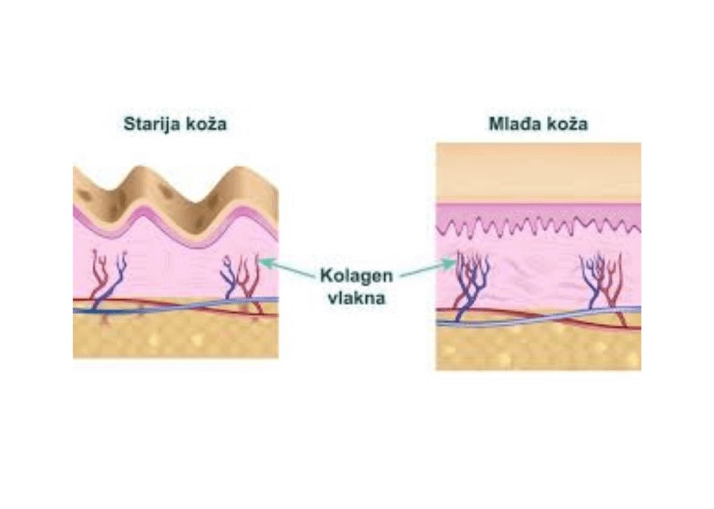 kolagen vlakna